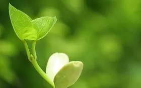 植物、动物、矿物等——瑶药多样品种包罗万象……(图1)