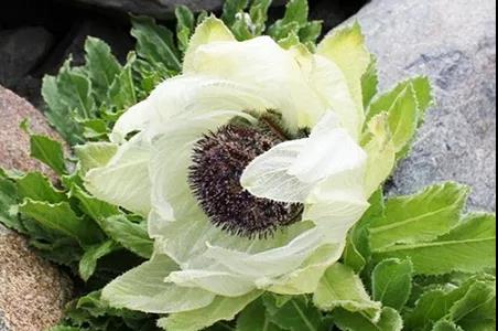 “瑶药”，算不算上天所赐？(图3)