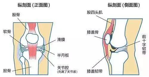 肥胖是关节健康的大敌(图2)